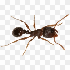 Carpenter Ant, HD Png Download - carpenter png