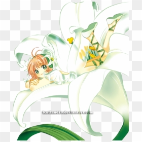 Cardcaptor Sakura, Flower, White - Cartoon, HD Png Download - cardcaptor sakura png