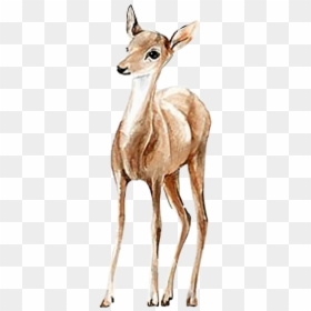 ##watercolor #doe #deer #fawn #handpainted #png #pretty - طراحی آهو و گوزن, Transparent Png - doe png