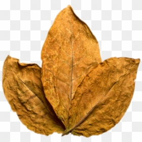 Tobacco Leaf Transparent Png Image - Tobacco Png, Png Download - laurel leaf png