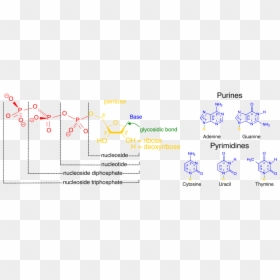 Nucleotides, HD Png Download - ho oh png
