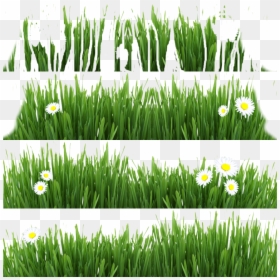 Hierochloe, HD Png Download - grass blade texture png