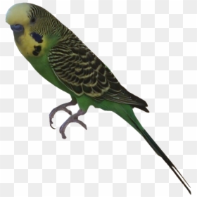 Budgies Body Parts, HD Png Download - budgie png