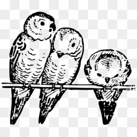Animal, Bird, Budgie, Lutz, Parakeet - Parakeets In A Line, HD Png Download - budgie png