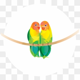 Budgie Clipart , Png Download - Budgie, Transparent Png - budgie png