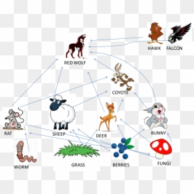 - Red Wolf Food Chain , Png Download - Food Chain Images Hd, Transparent Png - red wolf png