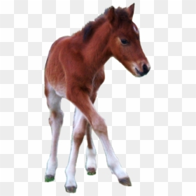 Transparent Mustang Horse Png - Horse Foal Transparent Background, Png Download - colt png