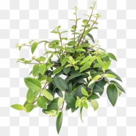 Aeschynanthus Lobbianus Hydro, HD Png Download - plant.png