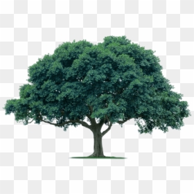 Transparent Acacia Tree Png - Transparent Background Oak Tree Png, Png Download - tree background png