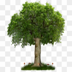 Transparent Background Tree Png Vector, Png Download - tree background png