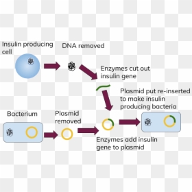 Transparent Dna Genetic Engineering - Genetic Engineering Insulin, HD Png Download - gene png