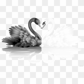 Transparent Goose Clipart Black And White - White And Black Swan, HD Png Download - black swan png