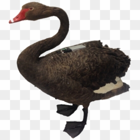 Clipart Birds Black Swan - Black Swan, HD Png Download - black swan png