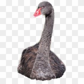 #swan #blackswan #sticker #bird - Different Colored Swans, HD Png Download - black swan png