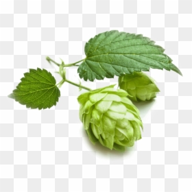 Grains Hops Brewing Cascade Beer Malts Clipart - Medicinal Benefit Of Hops, HD Png Download - hop png