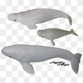 Transparent Whale Beluga - Beluga Whale, HD Png Download - whale tail png