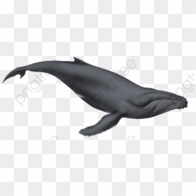 Fin Whale Clipart - Humpback Whale Clipart Png, Transparent Png - whale tail png
