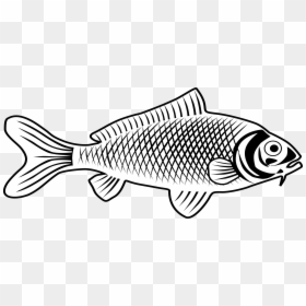 3 Png, Fish, Drawing, Definition Backgrounds - Fish Images Line Art, Transparent Png - fish drawing png