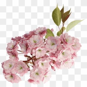 Cherry Tree Branch Blossom Png, Transparent Png - pink tree png