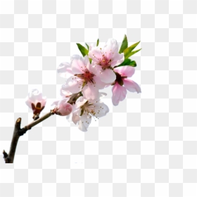 Blossom Bloom Transprent Png - Peach Blossom Png Free, Transparent Png - pink tree png