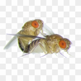 House-fly - Fruit Fly Up Close, HD Png Download - house fly png