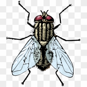 Fly, Housefly, Bug - Clipart Images Of Housefly, HD Png Download - house fly png