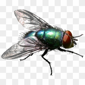 Insect Housefly Stable Fly Pest Control - House Fly Flies Transparent Background, HD Png Download - house fly png