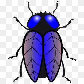 Transparent Bug Clipart, HD Png Download - house fly png