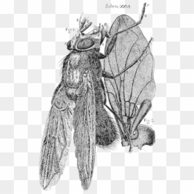 Robert Hooke Micrographia, HD Png Download - house fly png