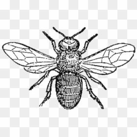 Bee Pest Affecting Honey Bees Clipart Transparent Png - Black And White Honey Bee Png, Png Download - house fly png