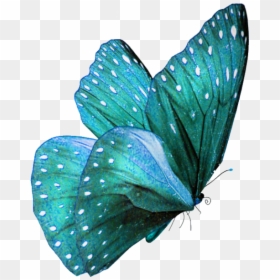 Teal Butterfly Png, Transparent Png - watercolor butterfly png