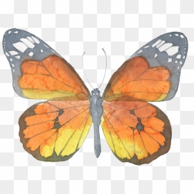 Brown Butterfly Watercolor Transparent Decorative Pattern - Watercolor Painting, HD Png Download - watercolor butterfly png