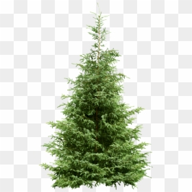 Fir Tree Pine Spruce Conifers - Conifer Tree Png, Transparent Png - spruce tree png