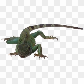Transparent Lizard Png - Reptiles That Are Cold Blooded Lay Eggs, Png Download - lizard tongue png