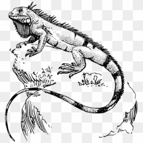 Iguana Drawing, HD Png Download - lizard tongue png
