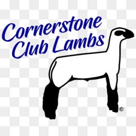 Show Lambs Amp Sheep For Sale Cornerstone Club Lambs, - Club Lamb Logo, HD Png Download - lamb clipart png
