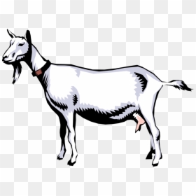 Vector Illustration Of Domestic Billy Goat Clipart - Goat Life Cycle, HD Png Download - goat clipart png