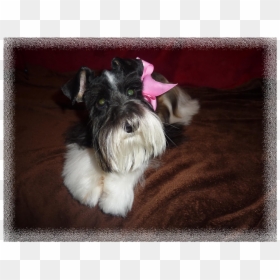 New Puppies Have Arrived - Companion Dog, HD Png Download - schnauzer png