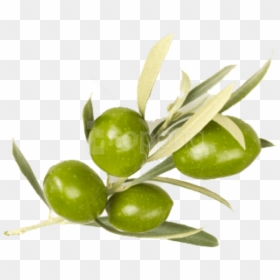 Transparent Olive Png - Real Olives Leaves Png, Png Download - olive branches png
