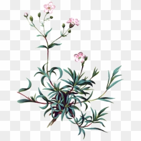 Pintado A Mano De Vivid Flor Planta Flores Png Transparente - Botanical Illustration Baby's Breath, Png Download - babys breath png