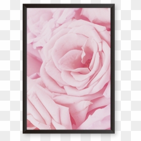 Rose, HD Png Download - black rose petals png