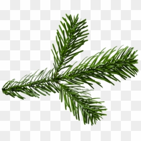 Png Pine Branch - Portable Network Graphics, Transparent Png - pine needles png