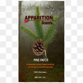 Poster, HD Png Download - pine needles png