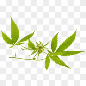 Cannabis Banner Png, Transparent Png - marijuana png