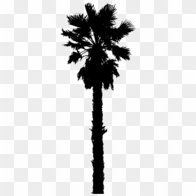 Date Tree Silhouette Png, Transparent Png - palm tree silhouette png