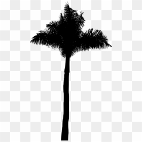 Attalea Speciosa, HD Png Download - palm tree silhouette png