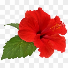 Hibiscus Png, Transparent Png - hibiscus png