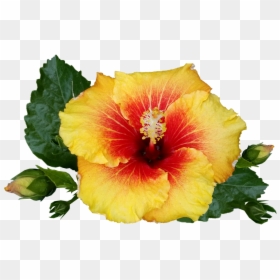 Hibiscus, HD Png Download - hibiscus png