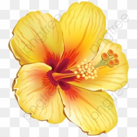 Tropical Flowers Transparent Background, HD Png Download - hibiscus png