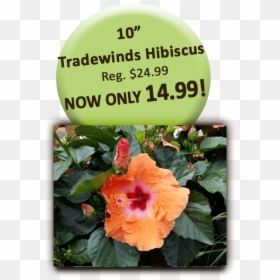 Hawaiian Hibiscus, HD Png Download - hibiscus png